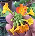 Streptosolen jamesonii : close-up of flowers of pot-grown specimen grown in cool glasshouse in Chelsea Physic Garden, London, U.K.