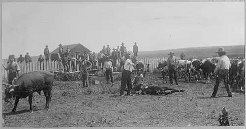 A man brands a cow while two men restrain it. A group of men watch.
