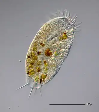 Stylonychia putrina