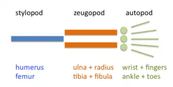 Vertebrate limbs are organized into stylopod, zeugopod, and autopod.