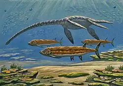 Paleoart depicting two large marine predators of the late Cretaceous; Elasmosauridae and Xiphactinus.