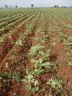 Sugar beets cultivation at Sidi Smail
