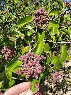 Emerging fruits