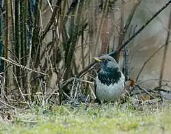 Black-throated thrush, Växjö, Kronoberg