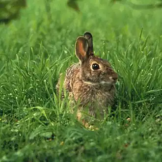 Second trophic level Rabbits eat plants at the first trophic level, so they are primary consumers.