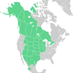 Symphyotrichum falcatum native distribution map: Canada — Alberta, British Columbia, Manitoba, Northwest Territories, Ontario, Saskatchewan, and Yukon; Mexico — Chihuahua, Coahuila, Durango, Jalisco, Nuevo León, and Sonora; US — Alaska, Arizona, Colorado, Idaho, Illinois, Iowa, Kansas, Minnesota, Missouri, Montana, Nebraska, New Mexico, North Dakota, Oklahoma, South Dakota, Texas, Utah, Wisconsin, and Wyoming.