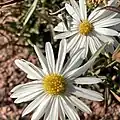 S. porteri photograph, Lyons, Colorado