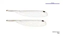 Male wings