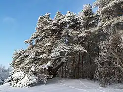 Tõrvanõmme pine in winter