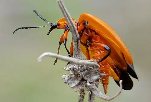lateral view