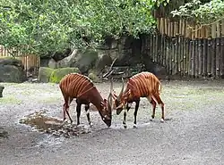 Bongos