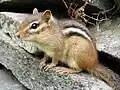 Eastern chipmunk