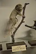 Cephalopachus bancanus bancanus from Bangka in National Museum of Ireland, Dublin
