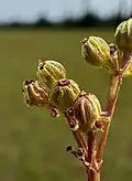 Fruits