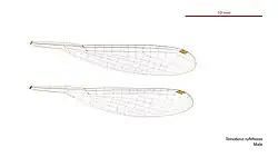 Male wings