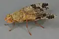 Tephritis bardanae.North Wales