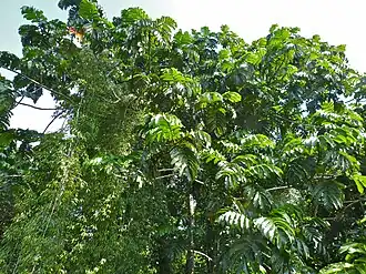 foliage