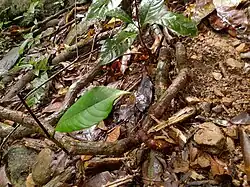 Leaf and stem