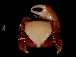 A tiny crab with one huge claw.