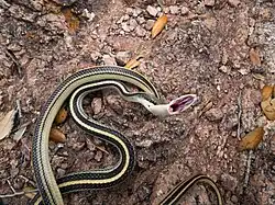 Mating