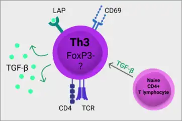 Th3 cells arise from naive CD4+ T lymphocytes in the presence of TGF-β, express CD4, CD69, LAP and produce TGF-β. Unlike the well characterised T regulatory cells (Treg), Th3&nbsp;cells do not express transcription factor FOXP3. Currently there is no specific transcription factor defining Th3&nbsp;cells. (transforming growth factor β, TGF-β; latency-associated peptide, LAT; T cell receptor, TCR)