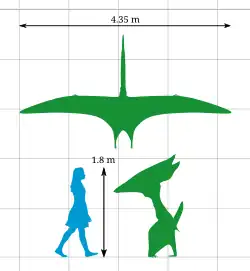 A diagram comparing the height of Thalassodromeus with that of a human, and an aerial view of its wingspan. Its height is roughly the same as a human – 1.8&nbsp;m (5&nbsp;ft 11&nbsp;in) – and its wingspan is 4.35&nbsp;m (14.3&nbsp;ft).