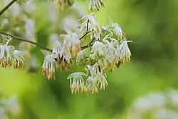 Male flowers
