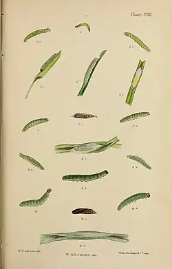 figs 3, 3a, 3b larvae after last moult;3c pupa