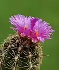 Purple flower form