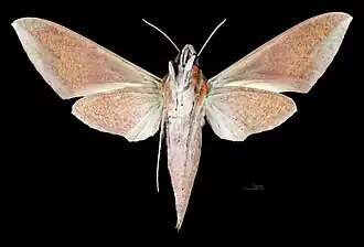 Female ventral view