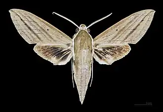 Male dorsal view