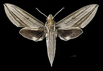 Female dorsal view