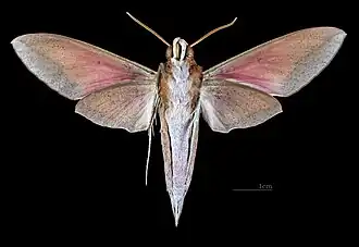 Male ventral view