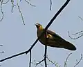 at Jayanti in Buxa Tiger Reserve in Jalpaiguri district of West Bengal, India.