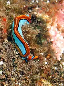 Thuridilla lineolata