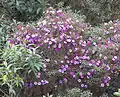 A shrubby specimen