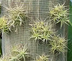 Tillandsia bergeri