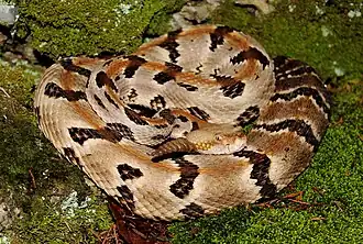 Timber rattlesnakes, in situ