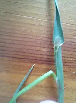 Ligule is short and blunt