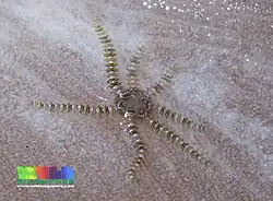 With 7 arms