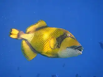 Maldives