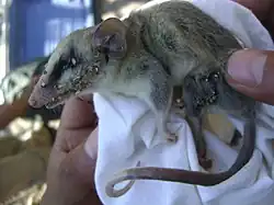 Gray Opossum