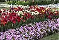 Flowers – Queens Park Botanic Gardens 2014