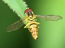 Male