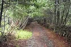 old gravel road overgrown with low-hanging tree branches