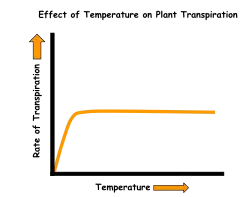 The effect of temperature on the transpiration rate of plants.