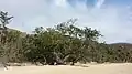 Beach on the west coast.
