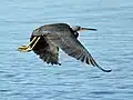 Flying
