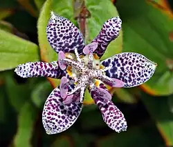 Tricyrtis hirta