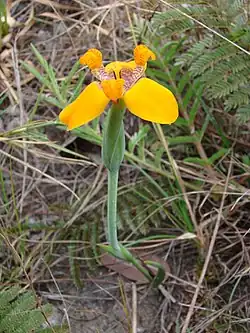 Flower of T.&nbsp;juncifolia (syn. Pseudotrimezia juncifolia)